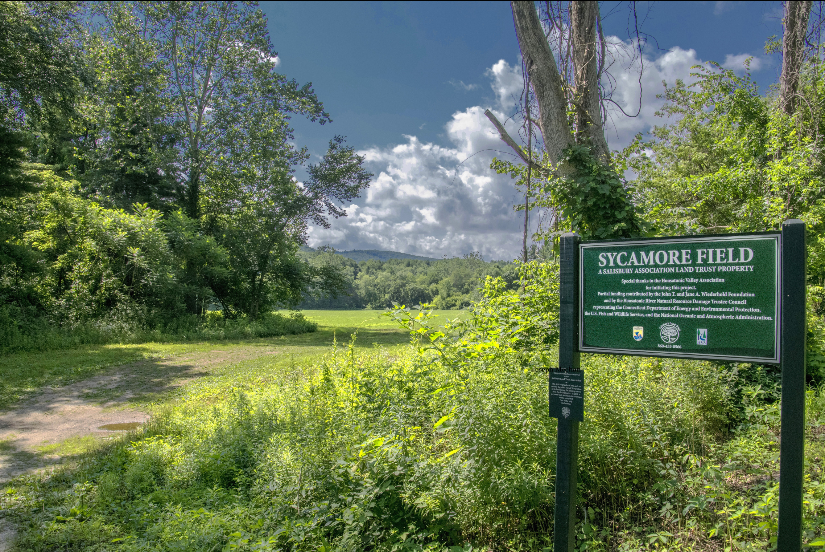 Sycamore Field Sycamore Field