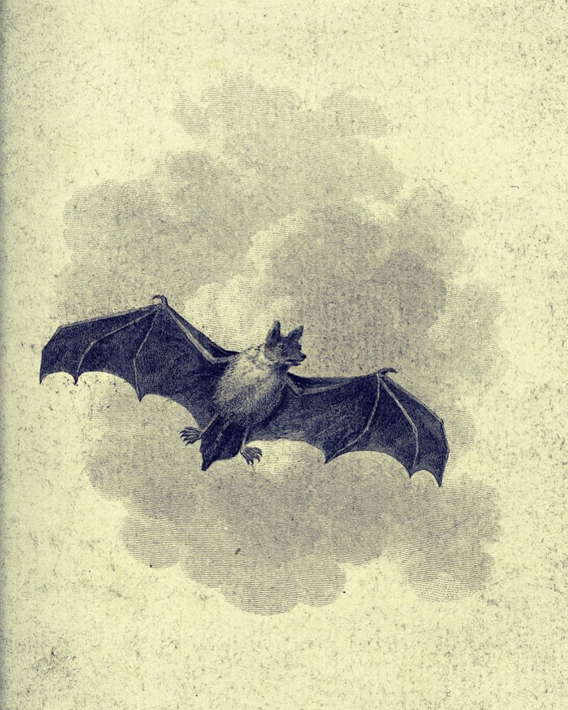 Bat Drawing