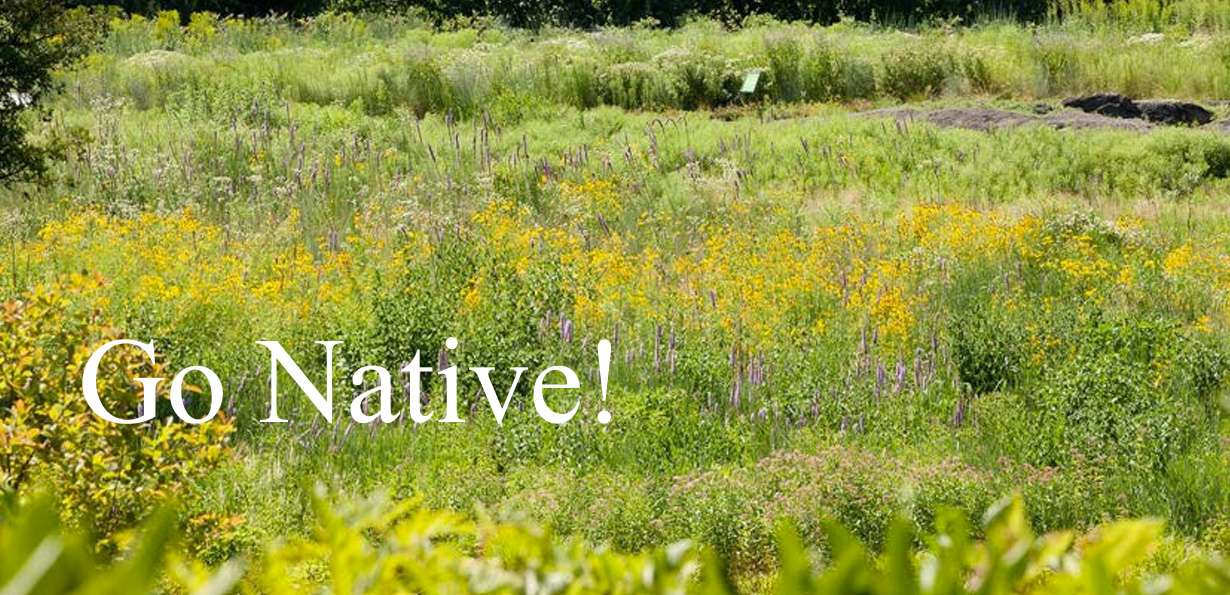 Go Native