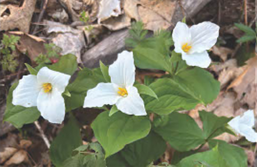 Supporting Native Plants