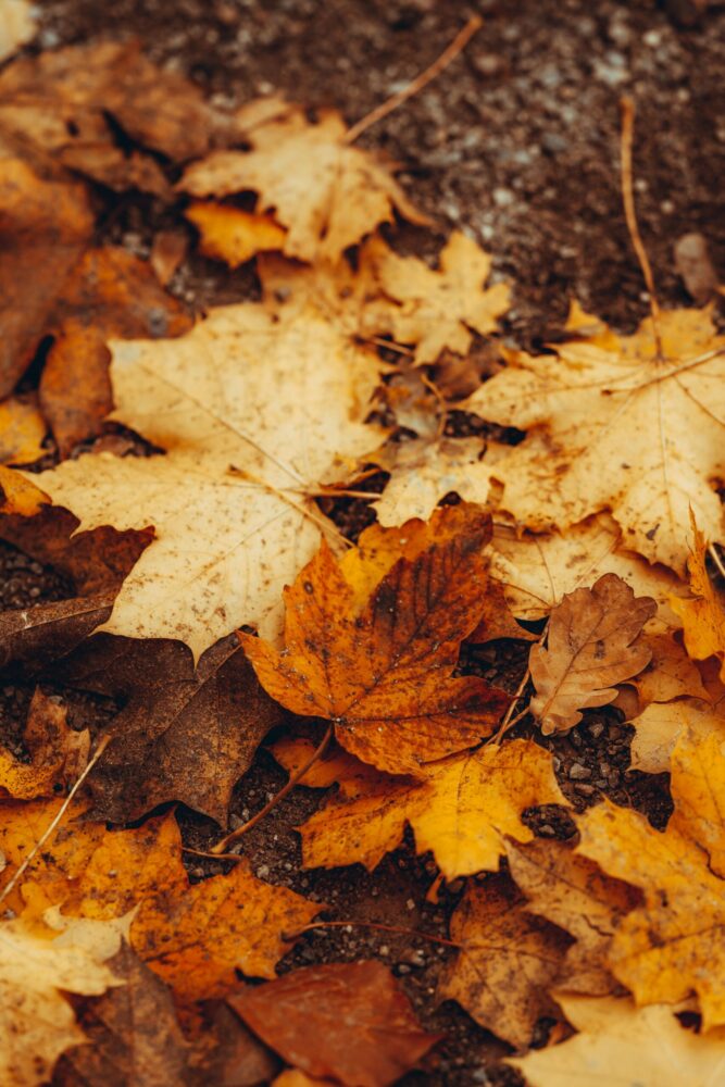 Fall Clean up Fall Clean up
